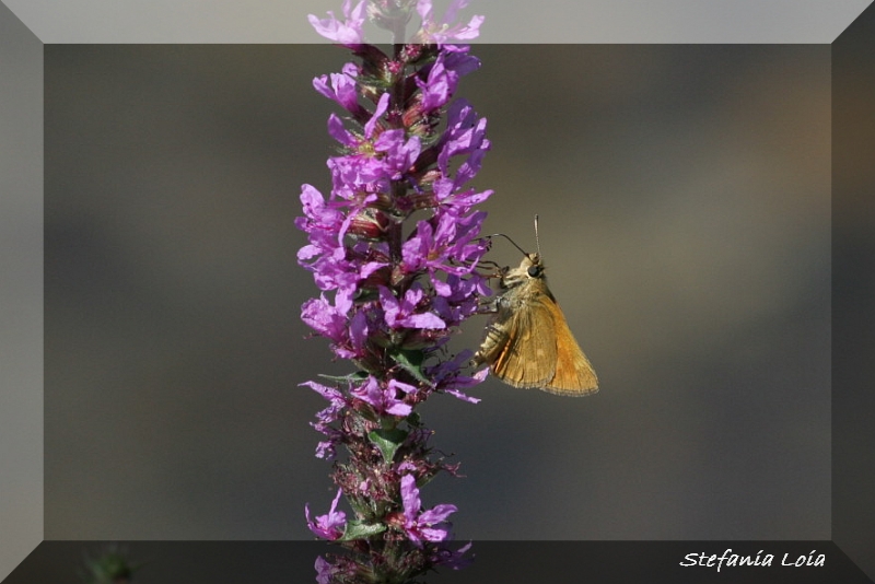 Ochlodes silvanus?
